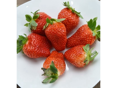 章姬草莓苗批發(fā)_章姬草莓苗買(mǎi)賣價(jià)格